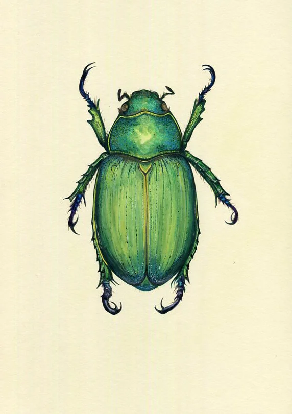 A realistic illustration of a green beetle with detailed features and shading. Scarab beetle, green, Natural History, watercolour and gouache, drawn using a stereo microscope