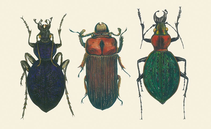 natural history museum illustration beetles colour.jpg