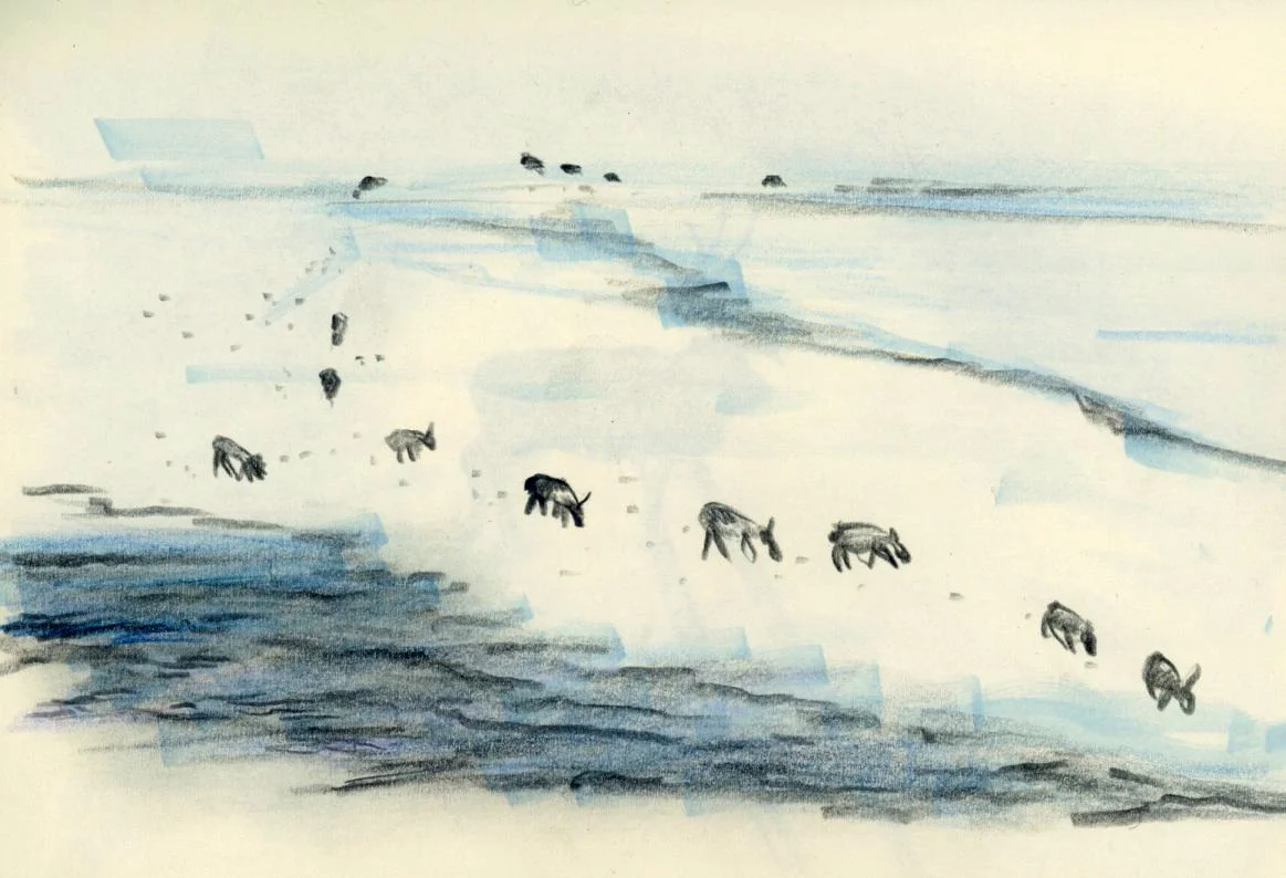 animal wildlife illustration snow.jpg