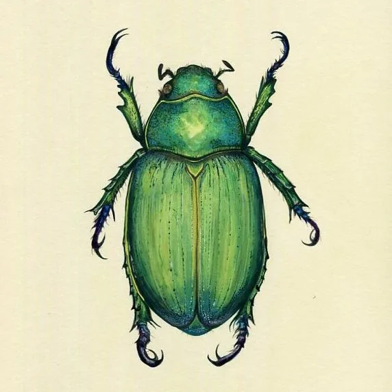 natural history illustration green scarab beetle.jpg