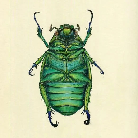 natural history illustration entomology beetle.jpg
