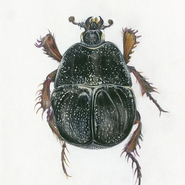 natural history illustration entomology.jpg