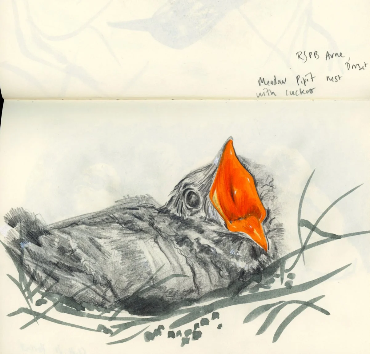Sketch of a baby bird with a bright orange beak, lying in a nest with some grass around it. Cuckoo illustration. Natural history illustration, Springwatch camera drawing.