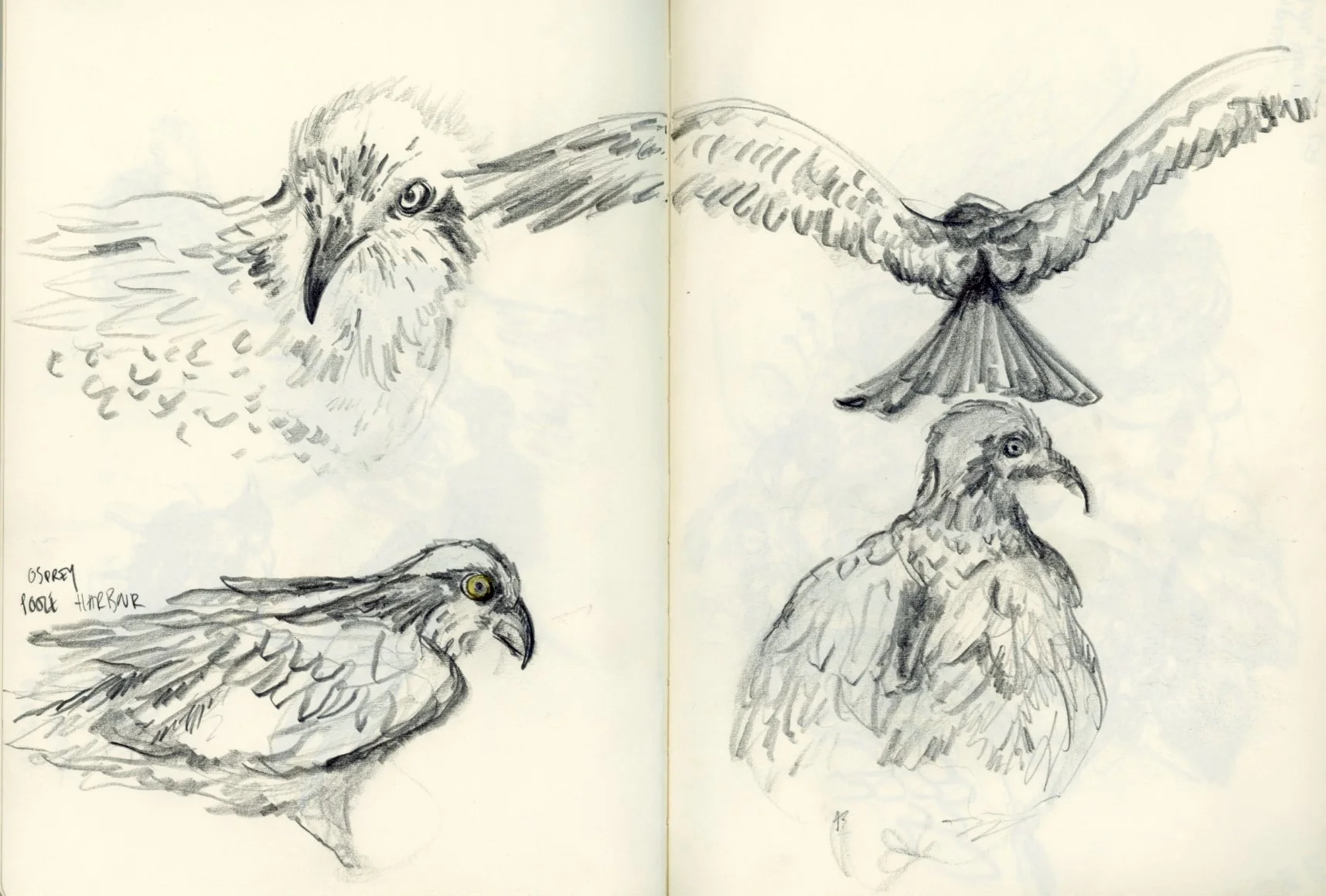 springwatch camera illustration birds osprey.jpg