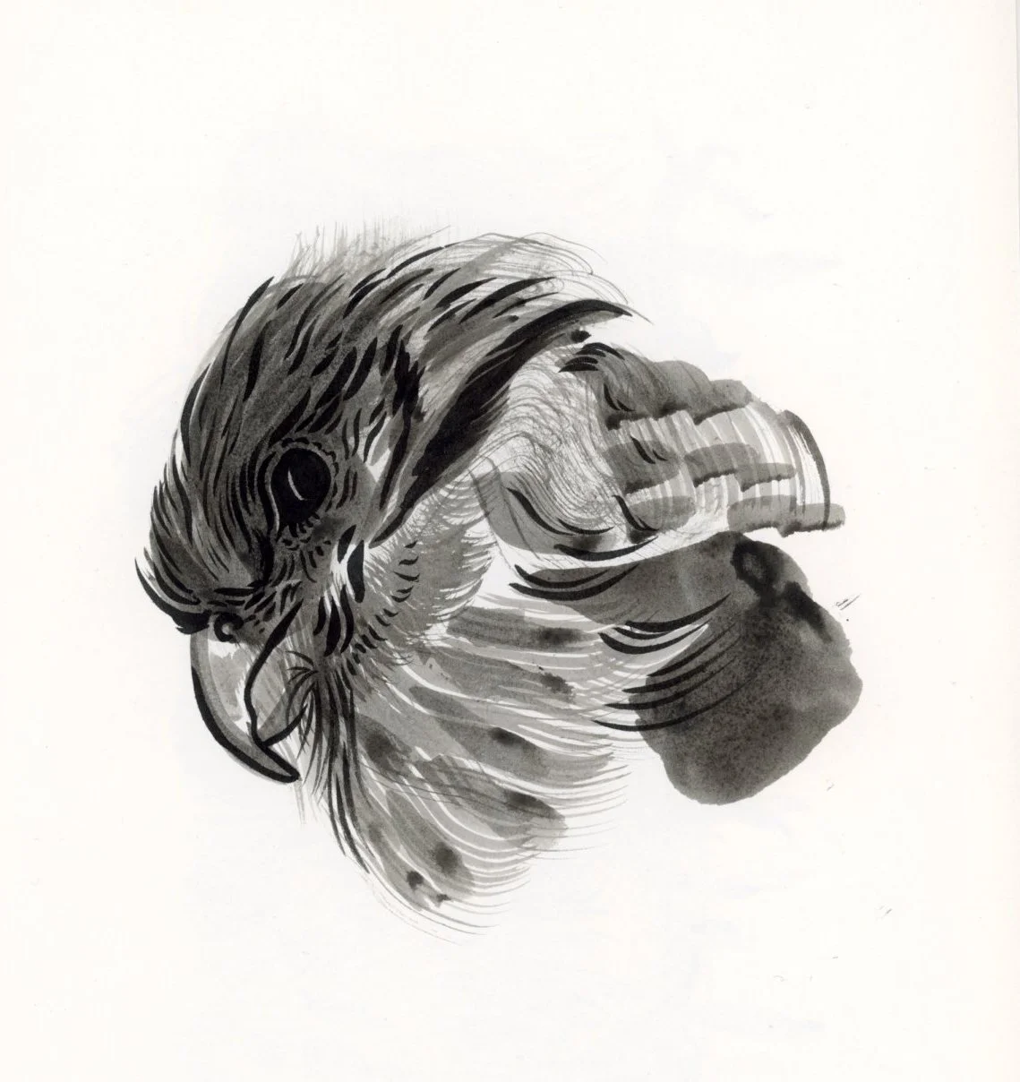 perigrine falcon sketch illustration.jpg