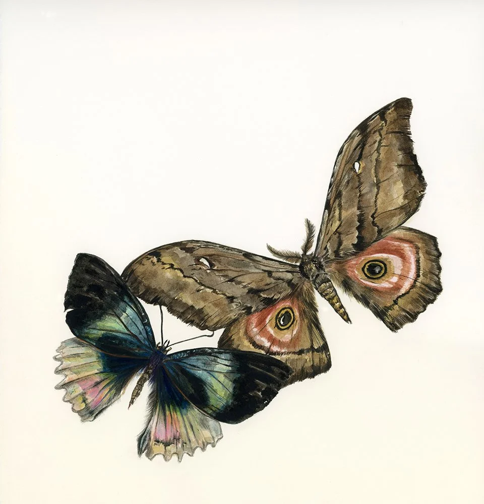 Moth Study_EmmaReynard_entomology illustration.jpg