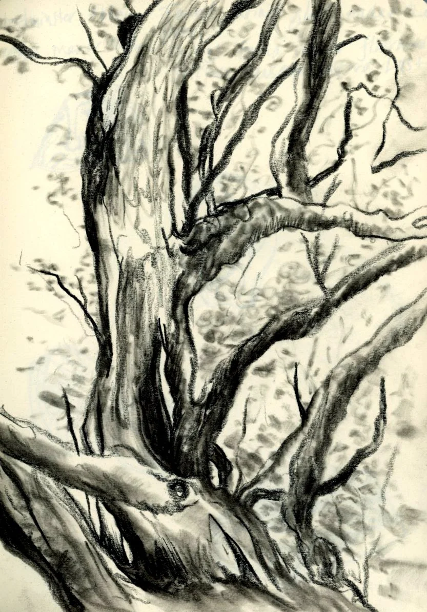 haunted_tree charcoal.jpg