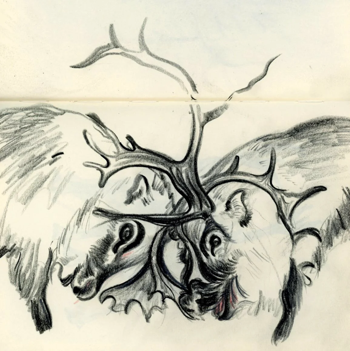 animal wildlife illustration.jpg