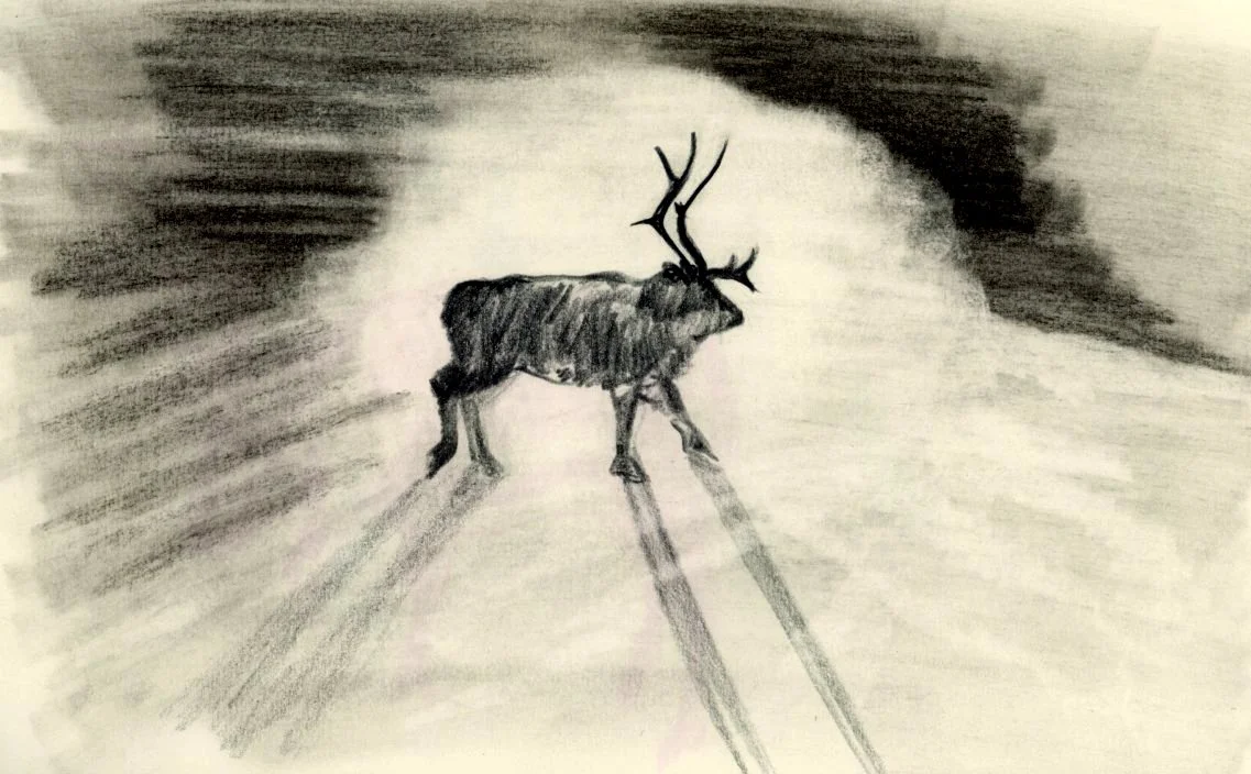 animal wildlife illustration shadow.jpg