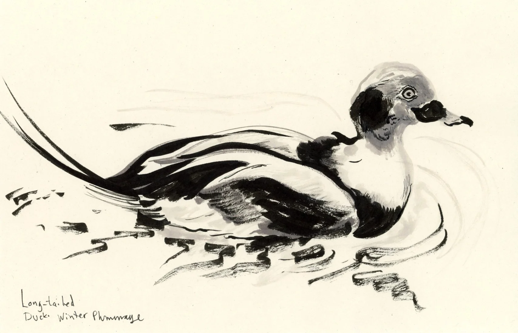 A black ink drawing of a long-tailed duck swimming on water. The duck has black and white plumage, a dark beak, and long tail feathers. Handwritten text at the bottom left reads "Long-tailed Duck Winter Plummage"