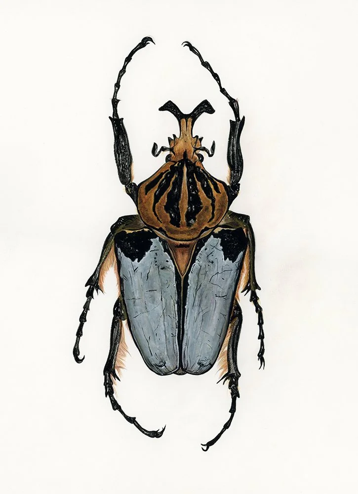 Goliathus_EmmaReynard_illustration  entomology.jpg