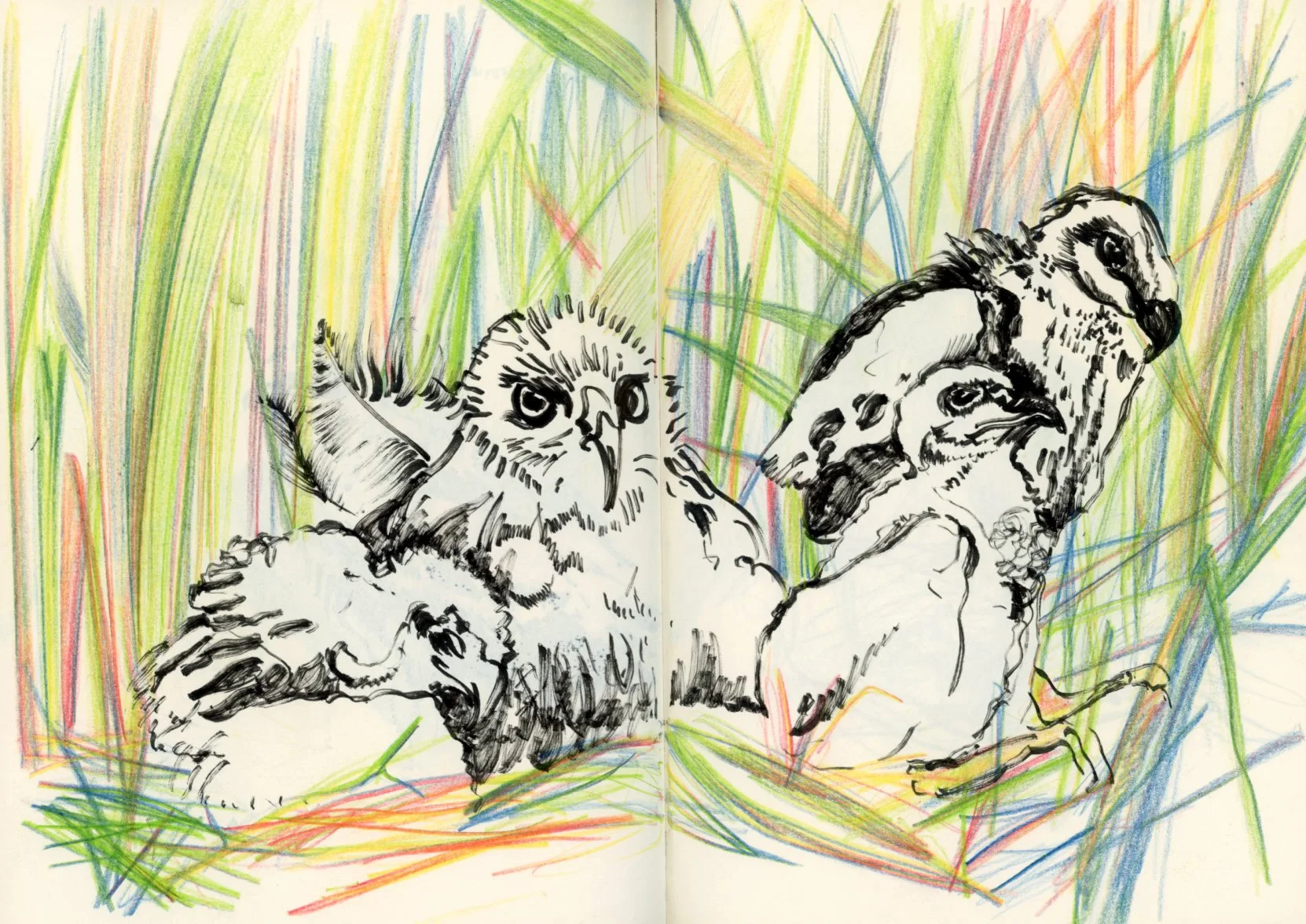 Springwatch_chick illustration.jpg