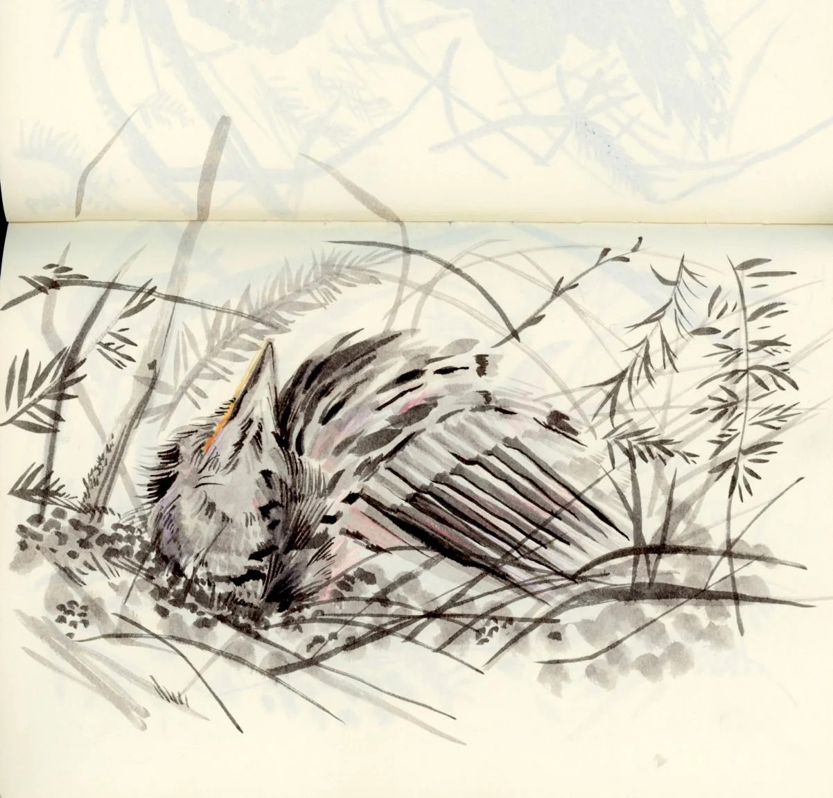 cuckoo_pen and ink sketch.jpg