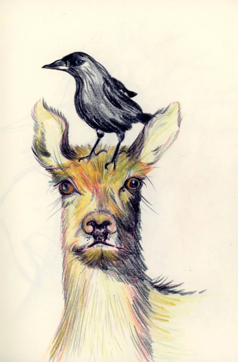 animal wildlife illustration pencil.jpg