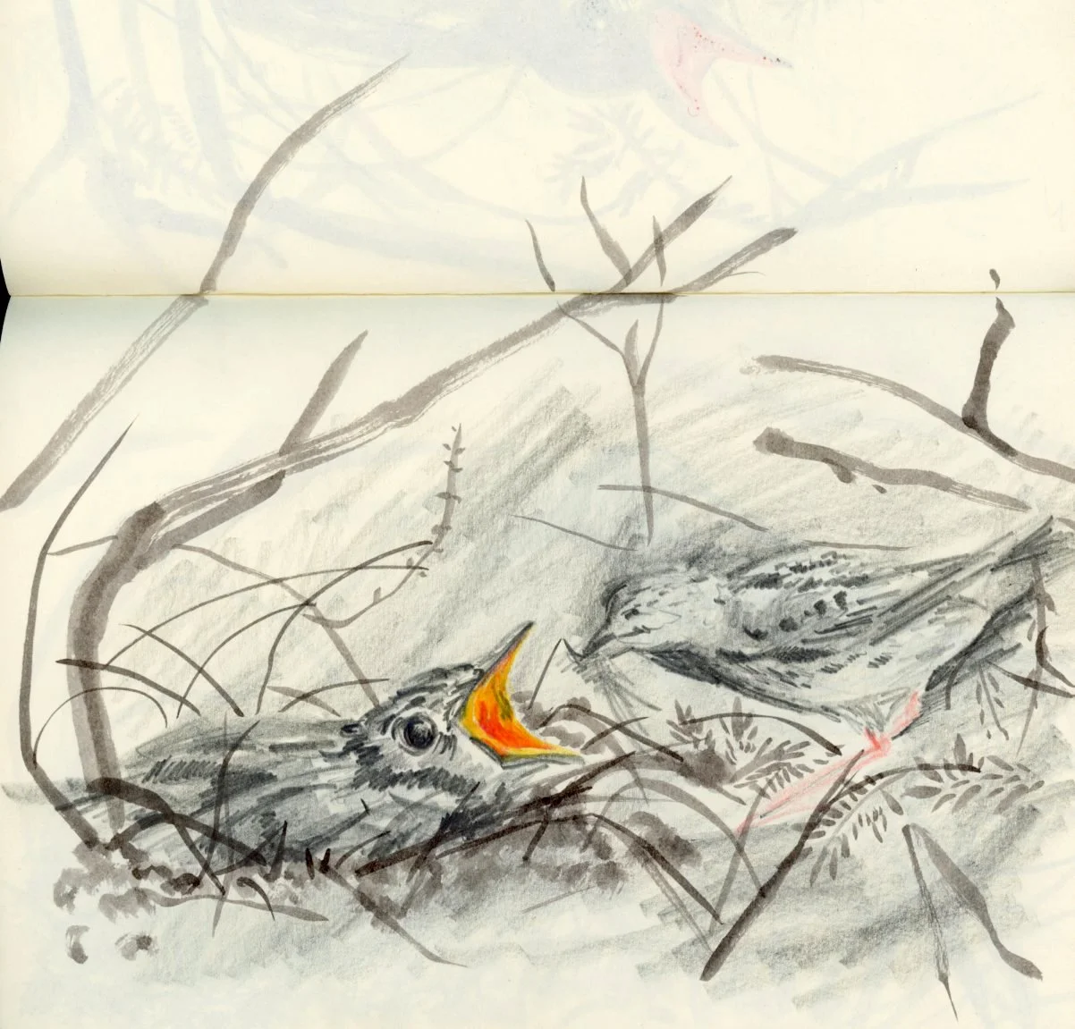 cuckoo_illustration artist.jpg