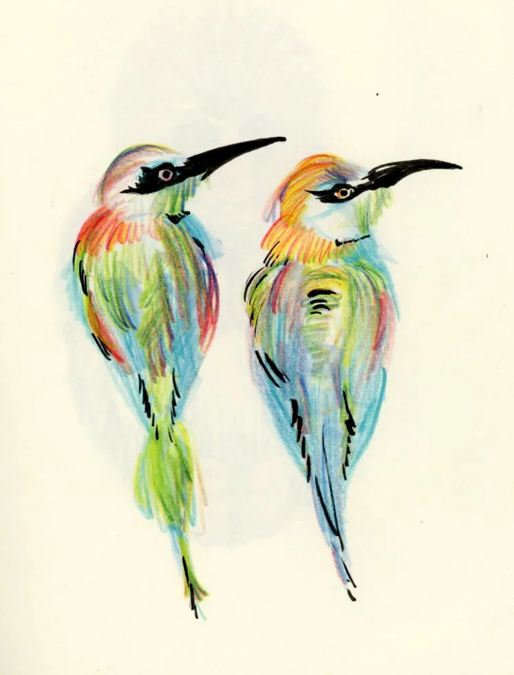animal wildlife illustration exotic birds.jpg