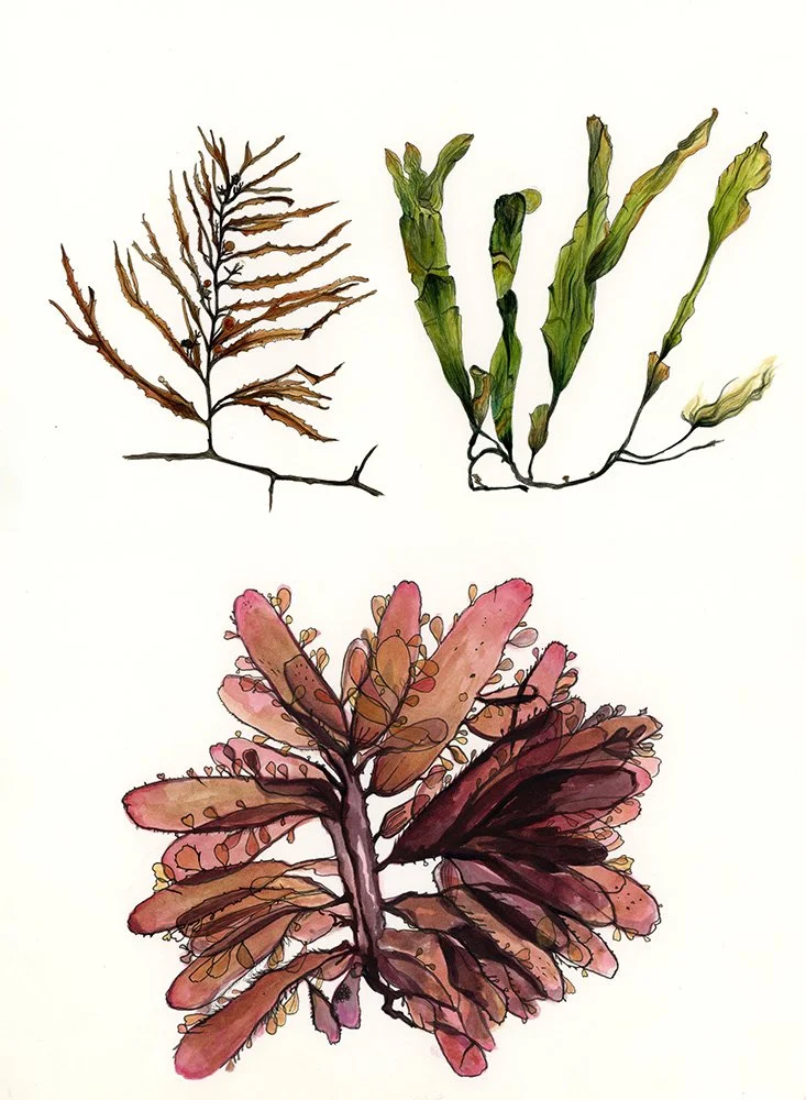 Seaweed_collection_EmmaReynard_illustrator.jpg