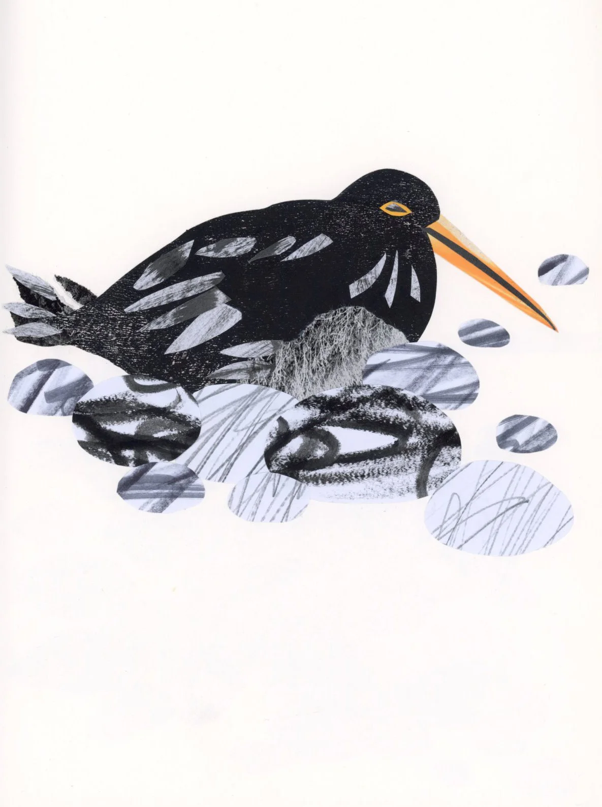 oyster catcher illustration collage Reynard.jpg