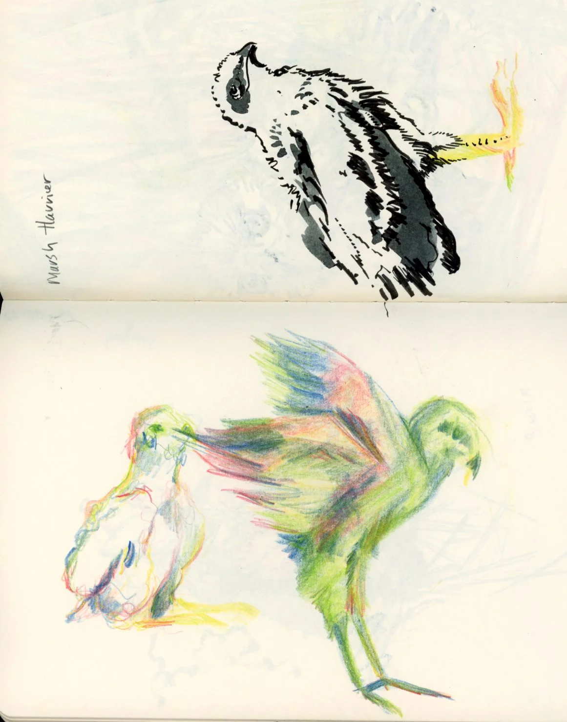 springwatch camera illustration birds.jpg