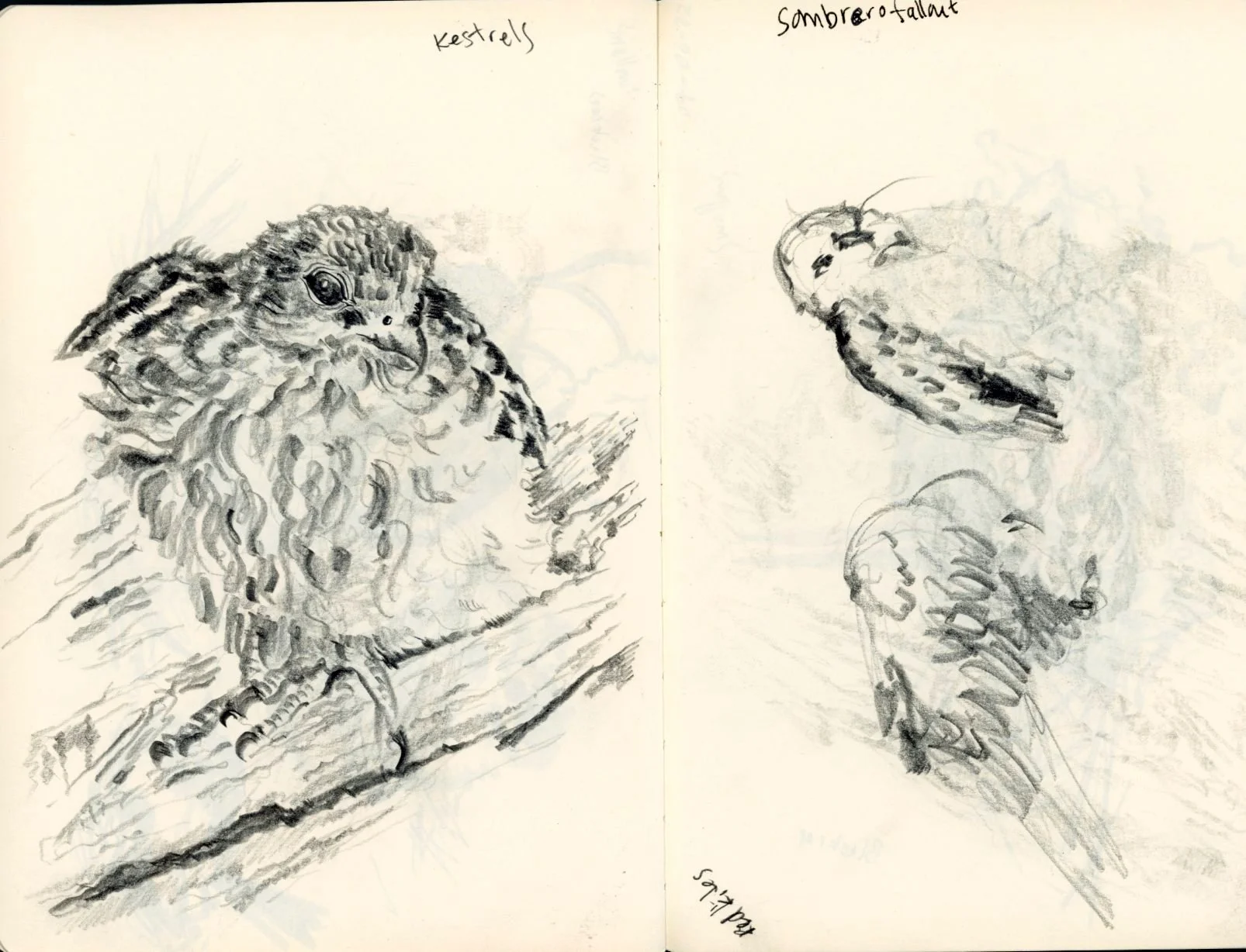 springwatch camera illustration birds nest drawing.jpg