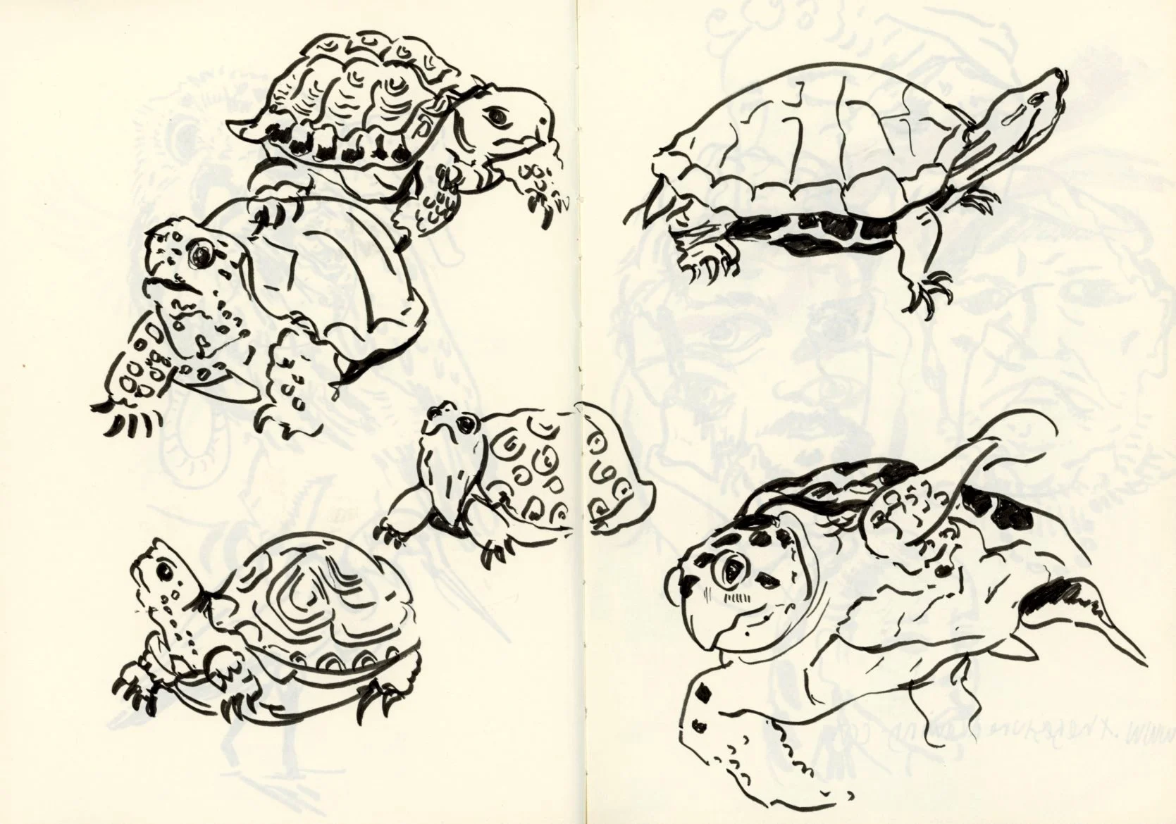 Black and white line drawings of five different tortoises each with distinct shell and head features, arranged on a light background. illustrator's sketchbook.