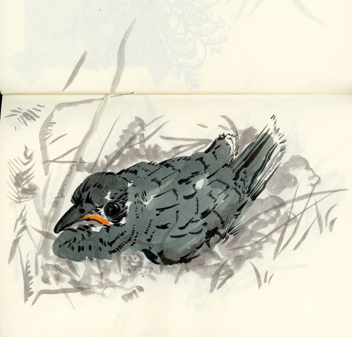 cuckoo chick illustration.jpg
