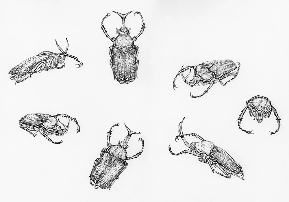 Coleoptera beetle Study_EmmaReynard_illustration.jpg