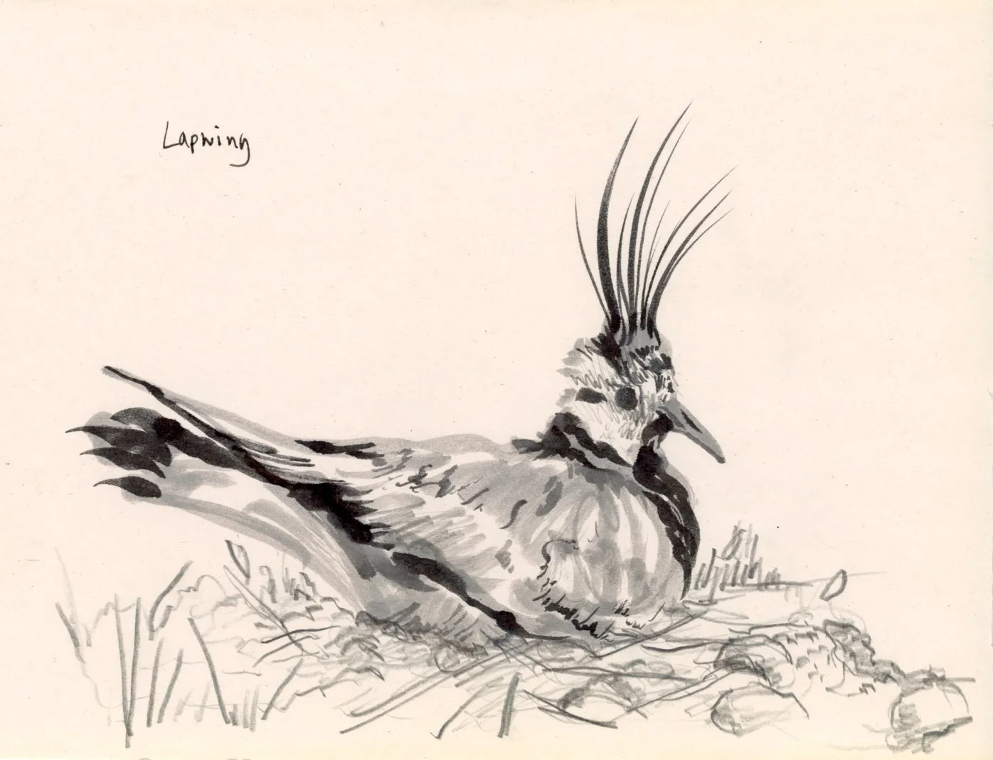 lapwing3.jpg