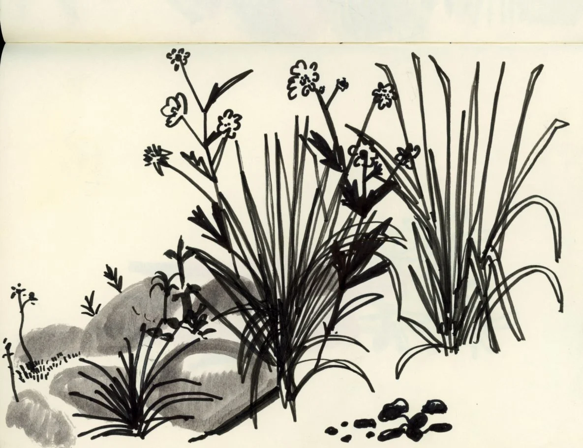 ink drawing garden grasses.jpg