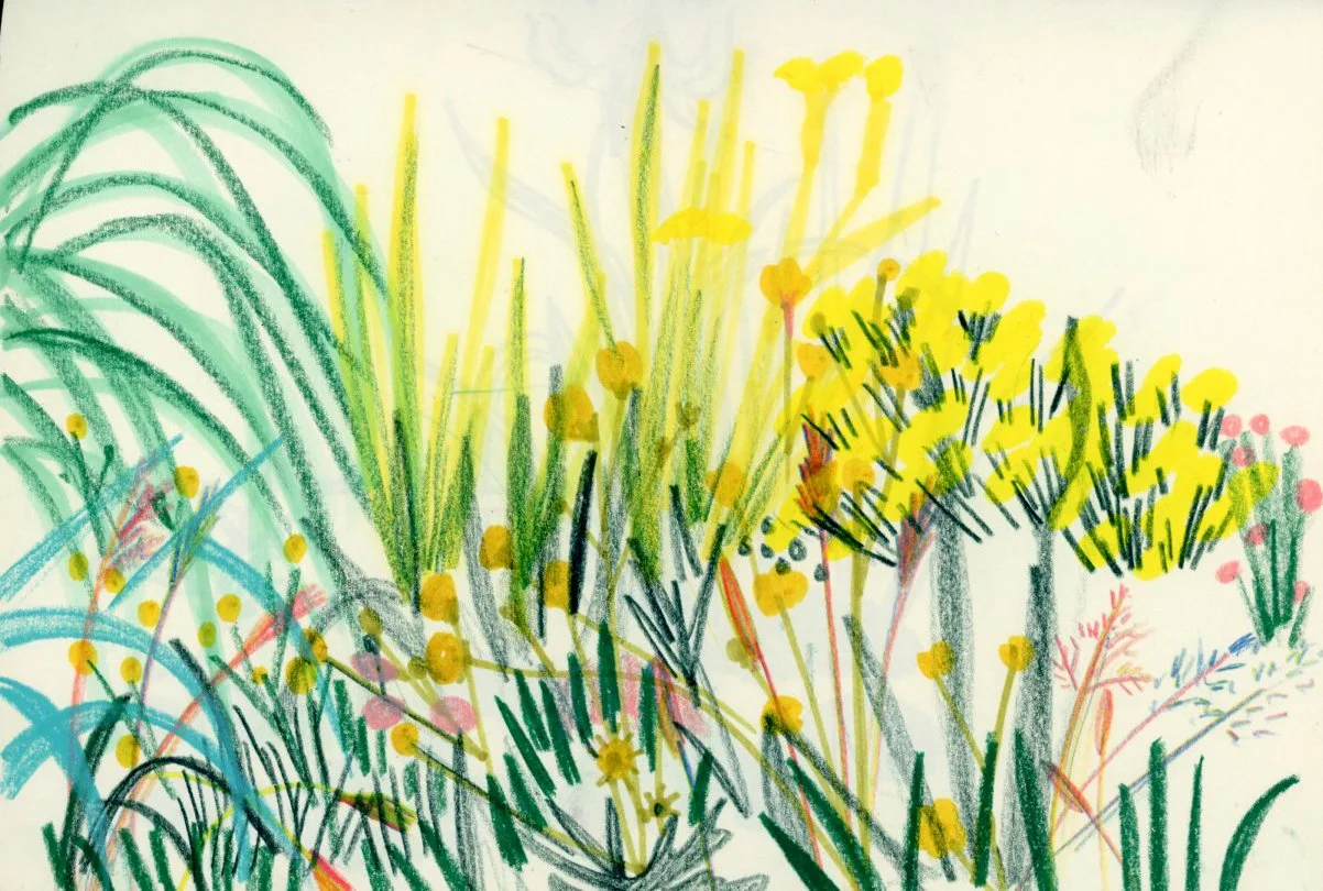 Colourful drawing of various plants and yellow flowers with green and pink accents. Illustration of garden from life, mark making, botanicals.