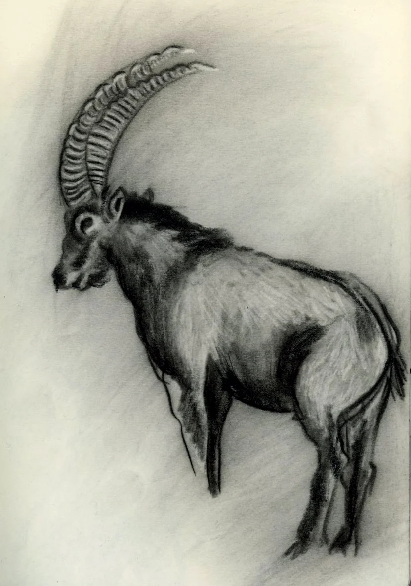 animal wildlife illustration winter.jpg