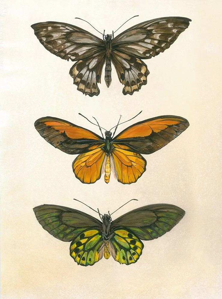 Golden_Birdwing_EmmaReynard_lowRes.jpg
