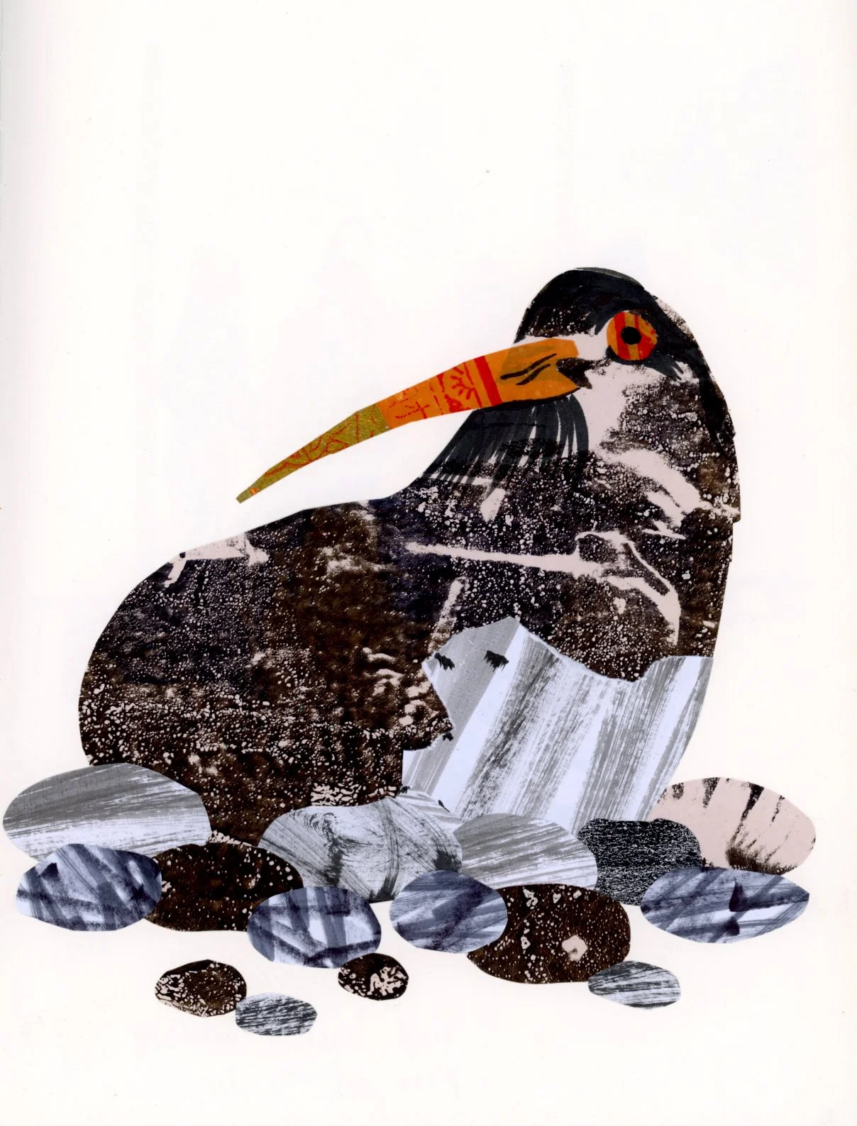 oyster catcher illustration collage.jpg