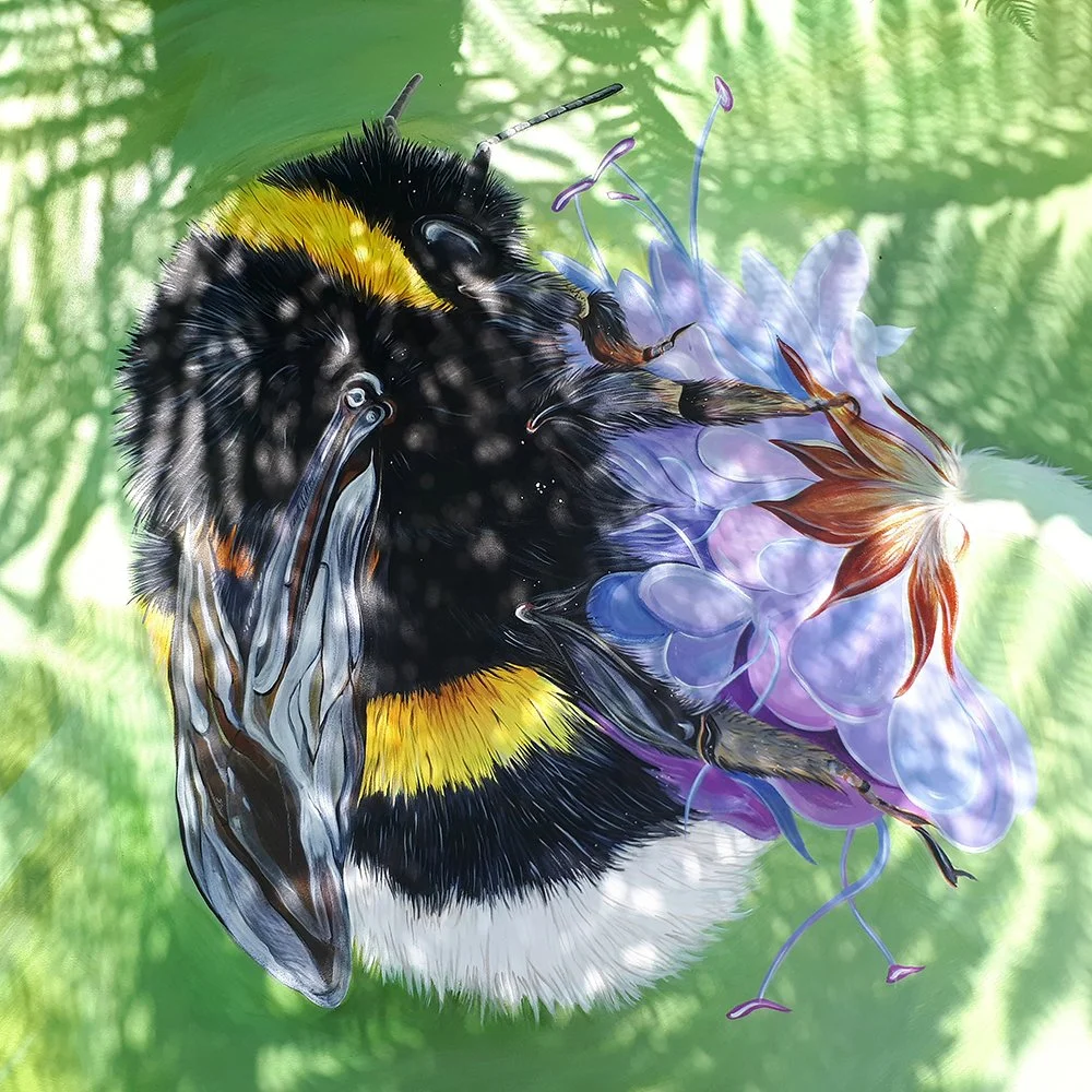 Bombus_Lucorum_EmmaReynard_LowRes.jpg
