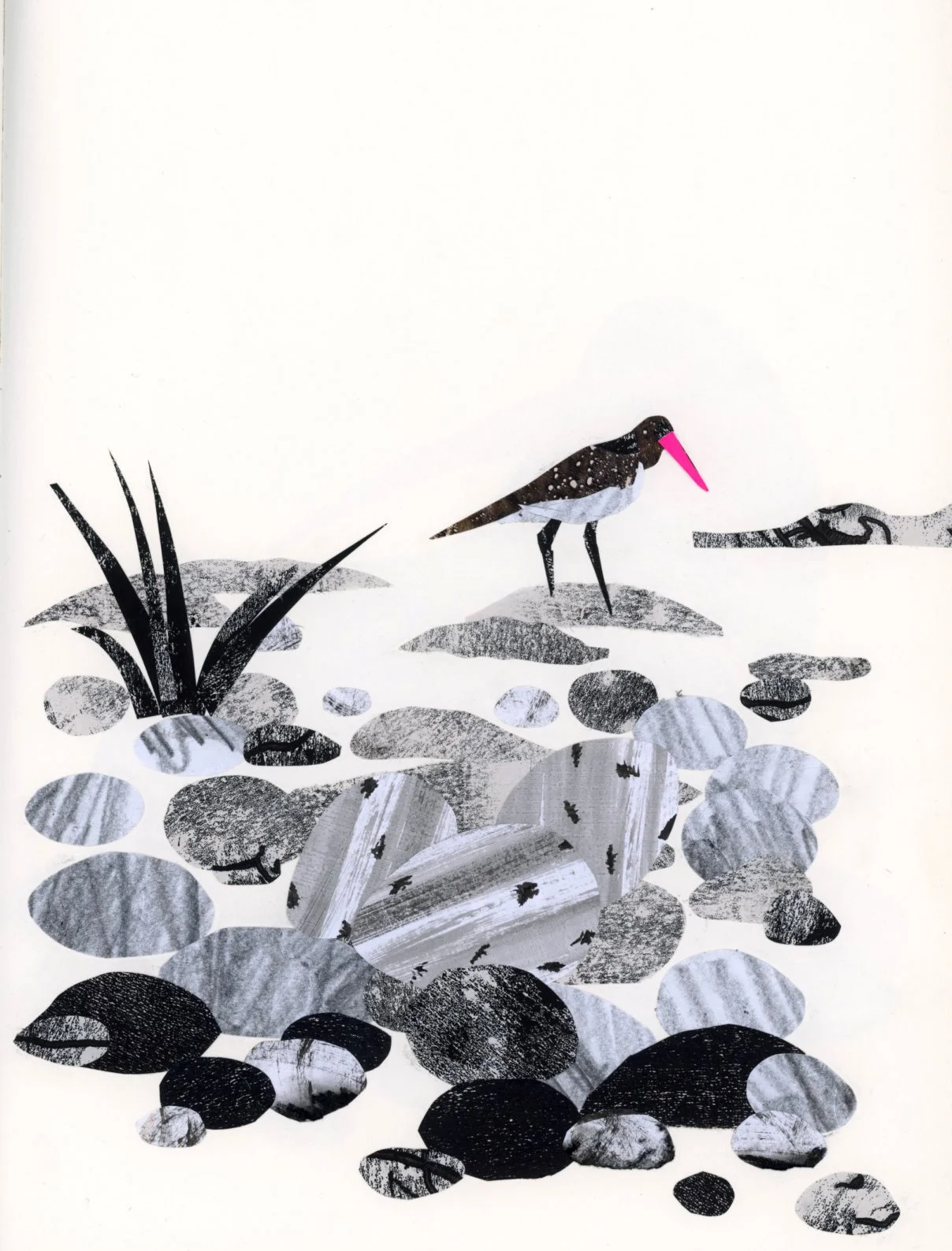 oyster catcher illustration.jpg