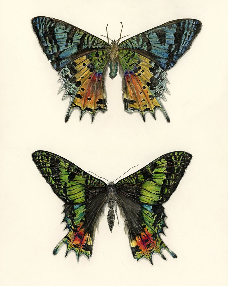 M_Sunset_moth_EmmaReynard_entomology illustration.jpg