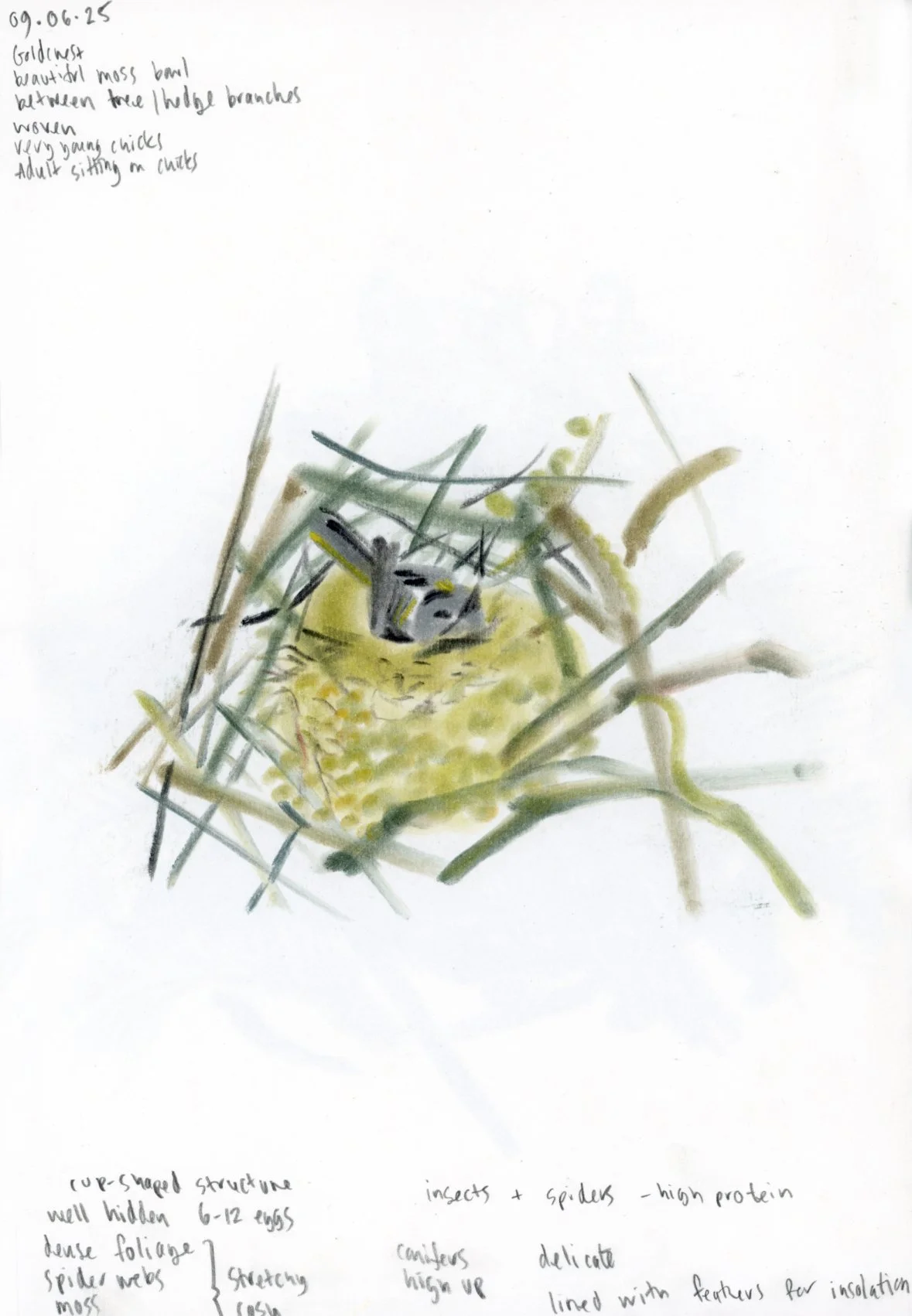 goldcrest.jpg