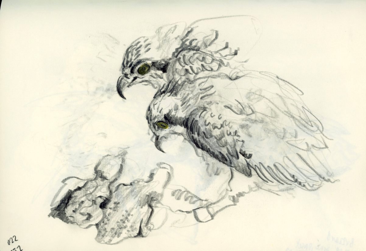 springwatch camera illustration bird of prey.jpg