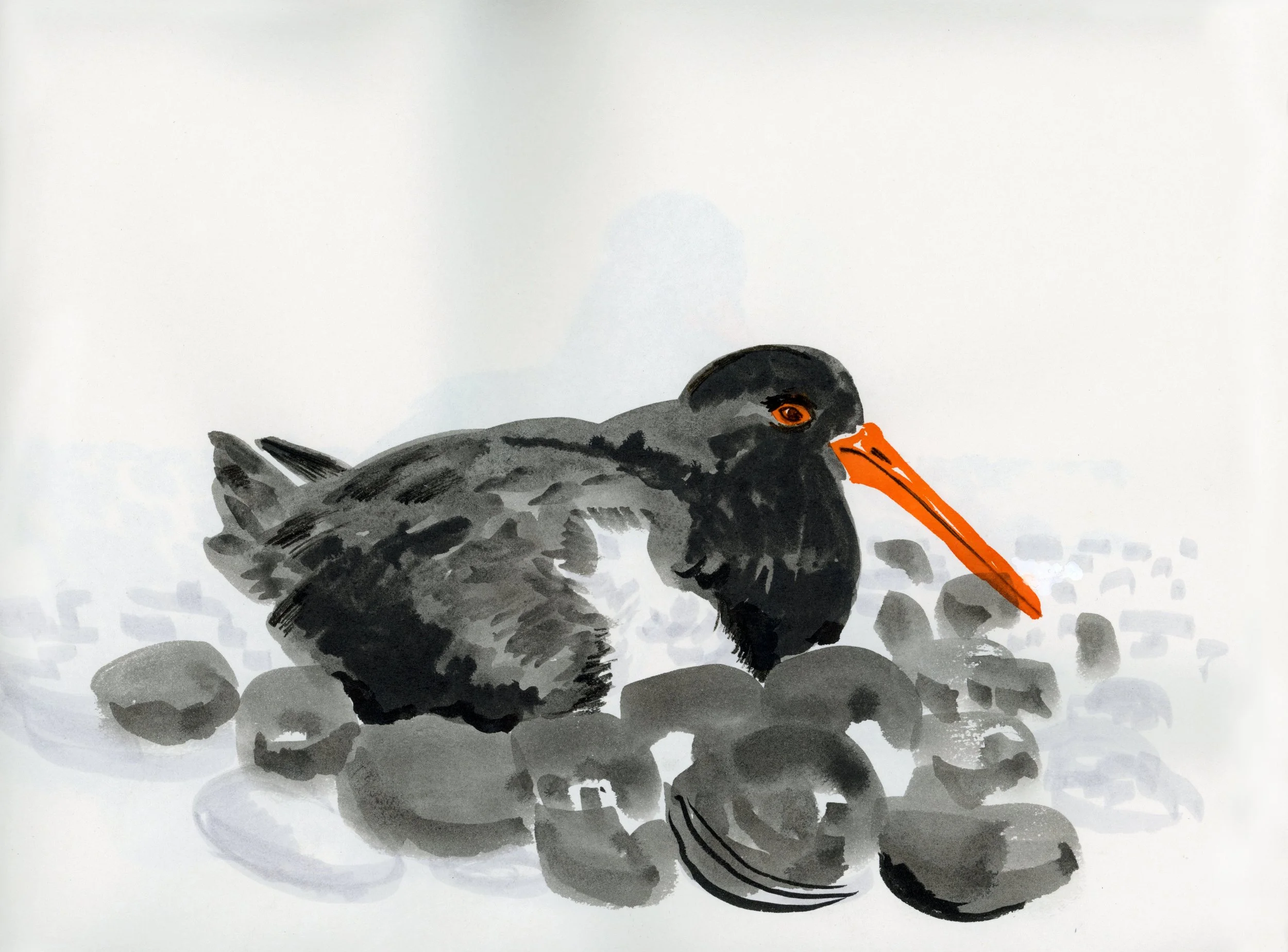 Oyster_catcher5.jpg