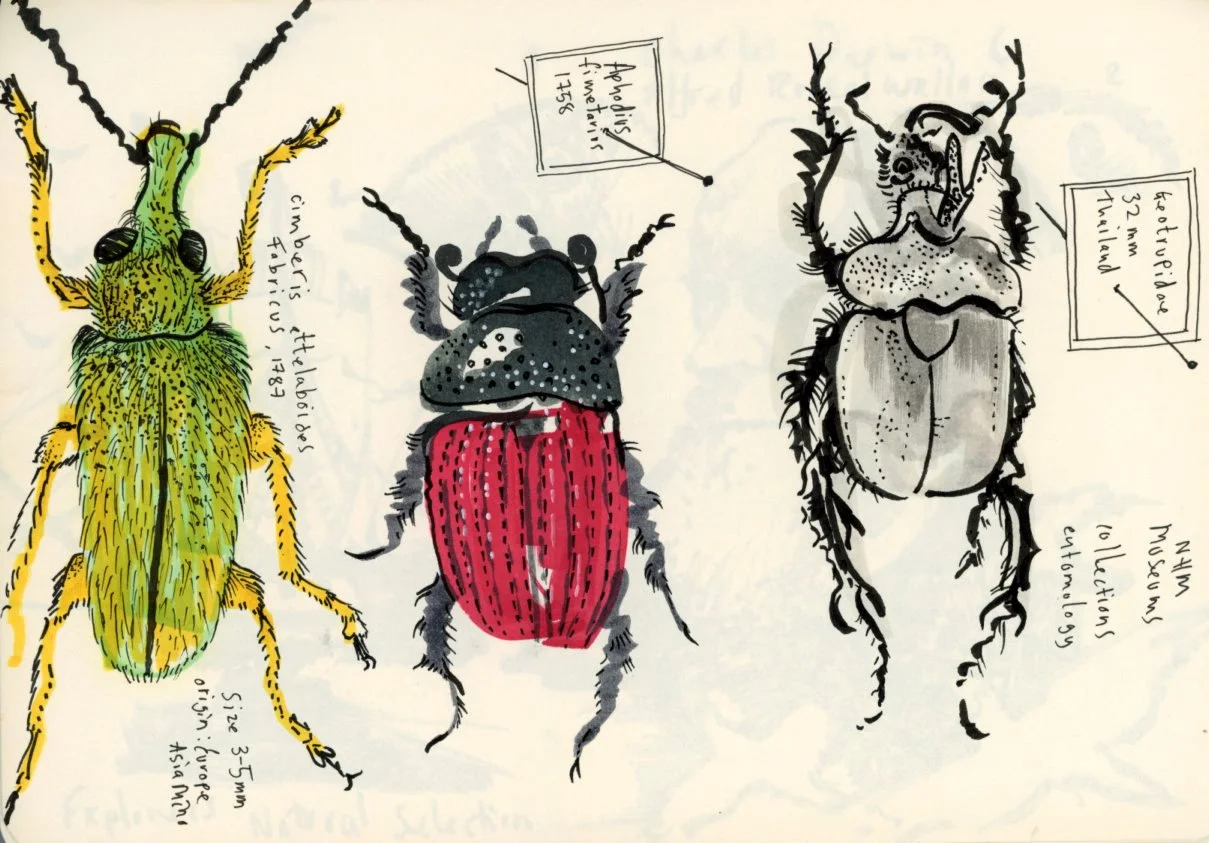 Hand-drawn illustrations of three different beetles with handwritten notes identifying their species and characteristics.
