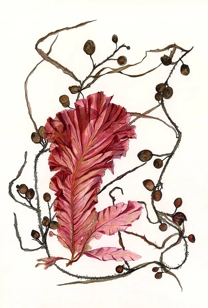 Seaweed_collection_EmmaReynard_botanical art.jpg