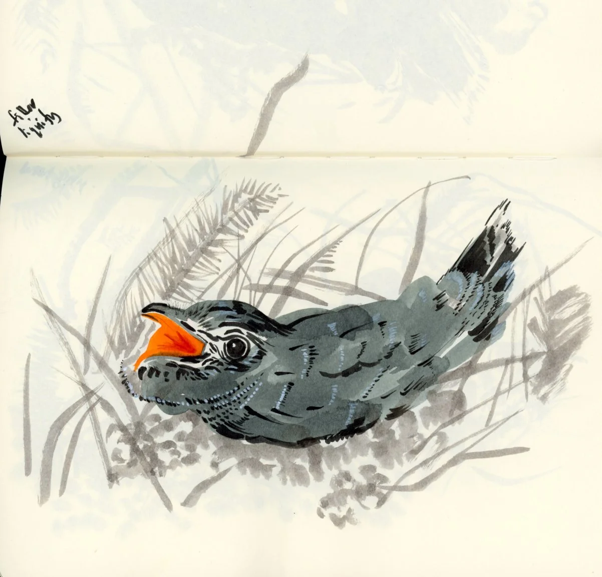 cuckoo_ink illustration.jpg