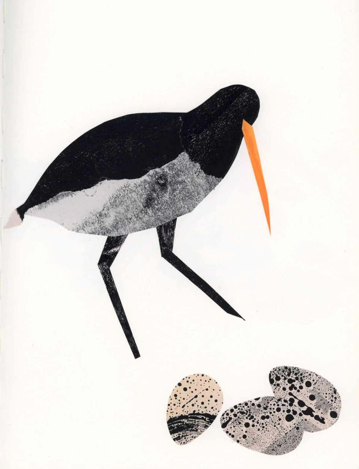 oyster catcher illustration collage artist.jpg