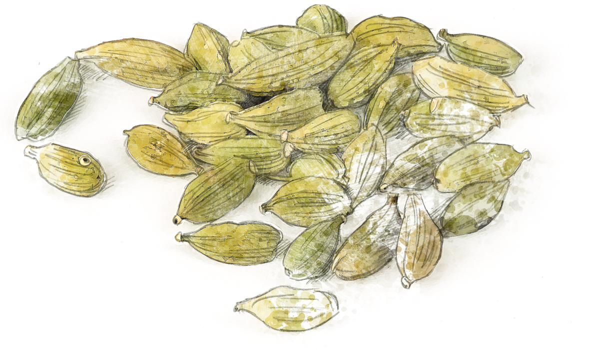 cardamome.png