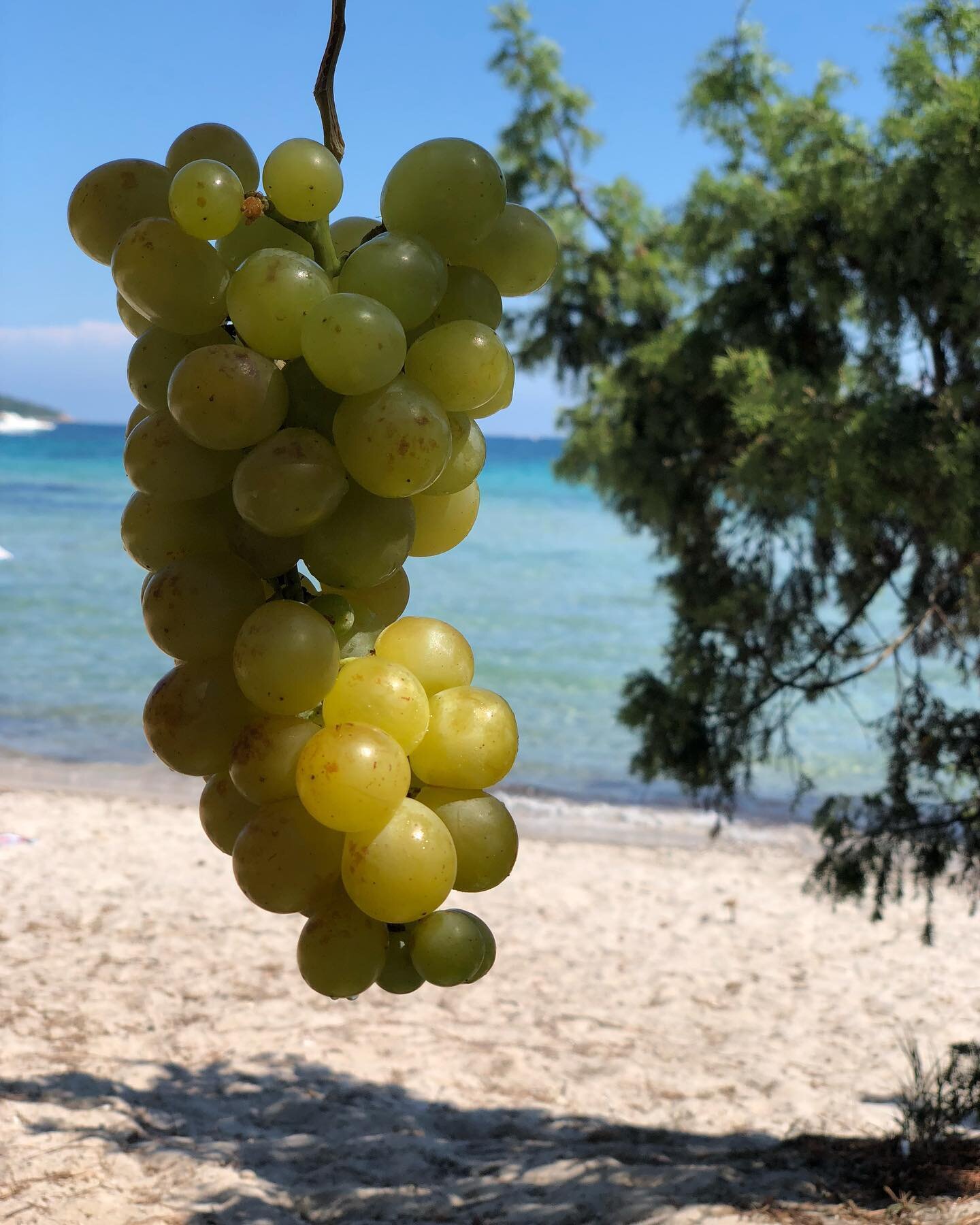 🍇 Avez vous d&eacute;j&agrave; suivi une mono diete de raisin ou de pomme ou de tout autre aliment?
☀️ Connaissez vous les bienfaits de cette pratique?
🌱On vous pr&eacute;pare une surprise sur le sujet!
Prenez soin de vous
Bien naturellement 
Alexa