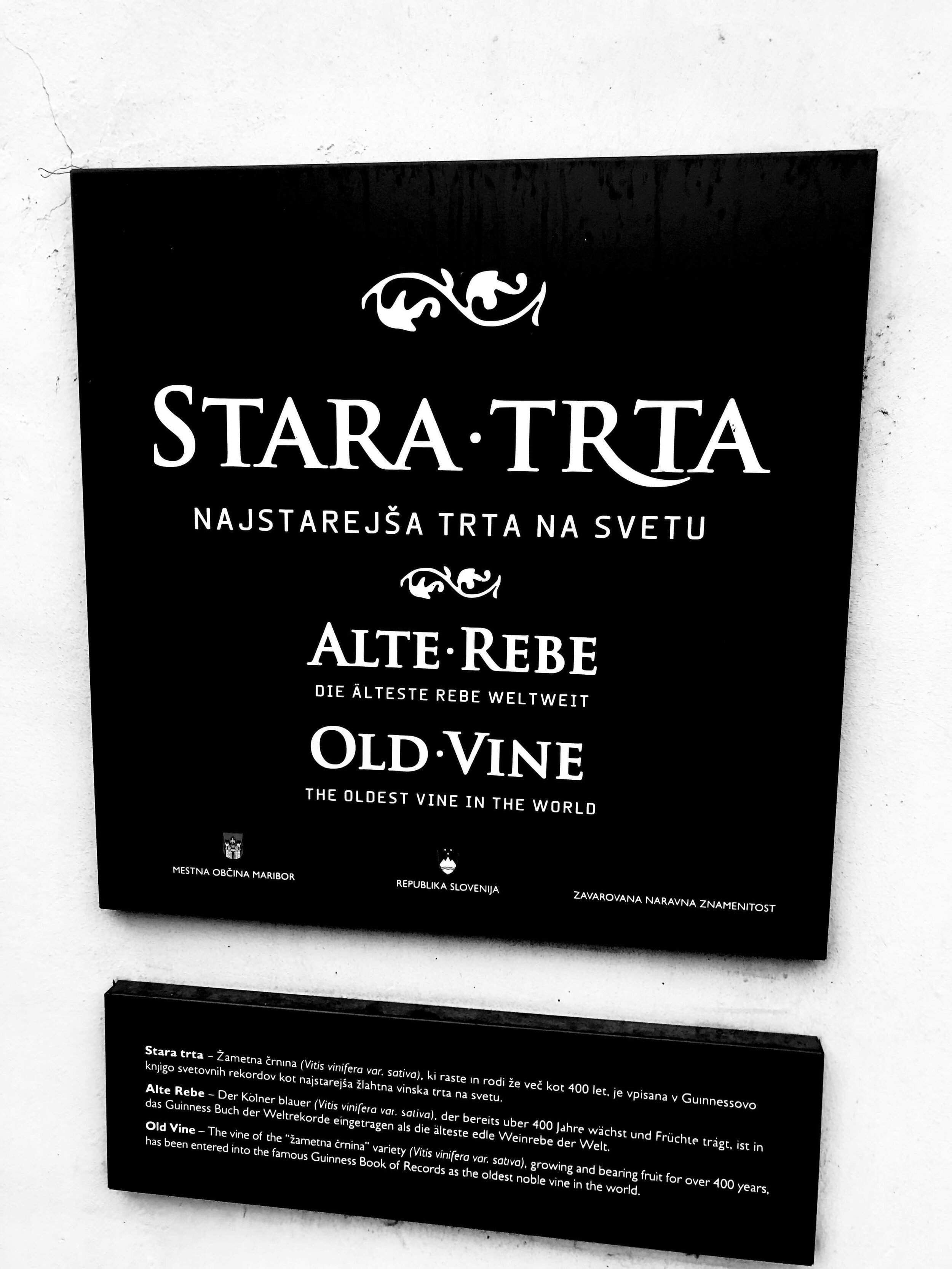 Verdens eldste vin i Maribor.