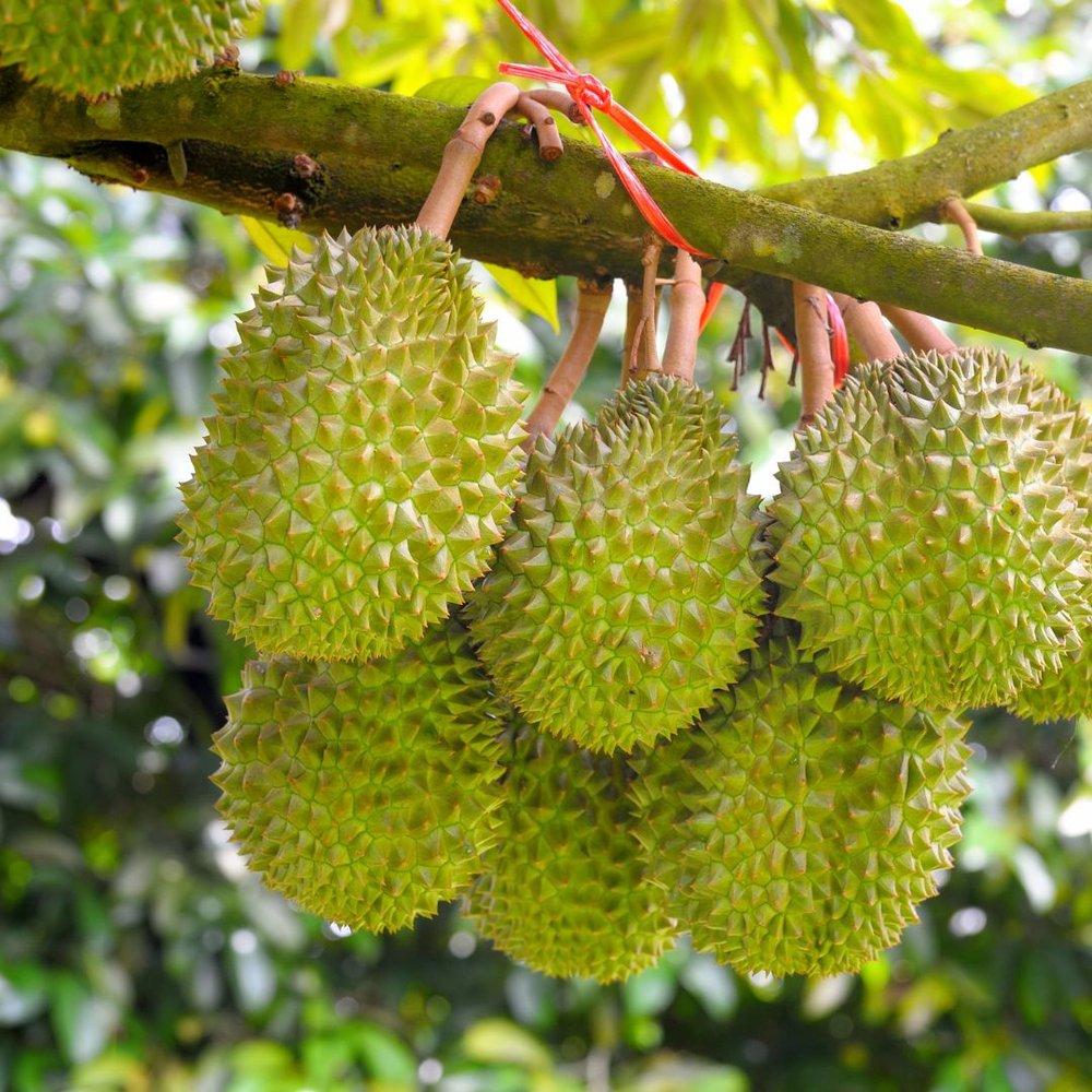 Durian (3).jpg