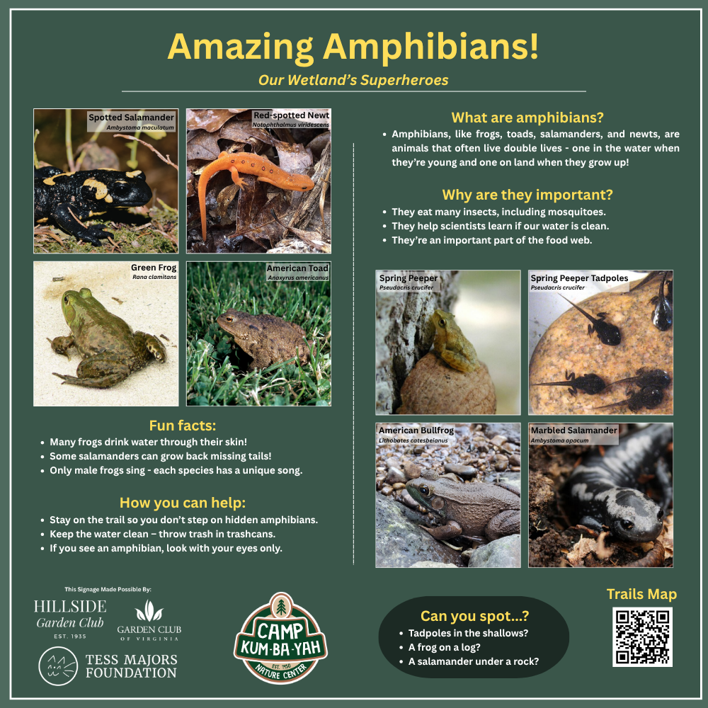 Amphibians - Pond.png