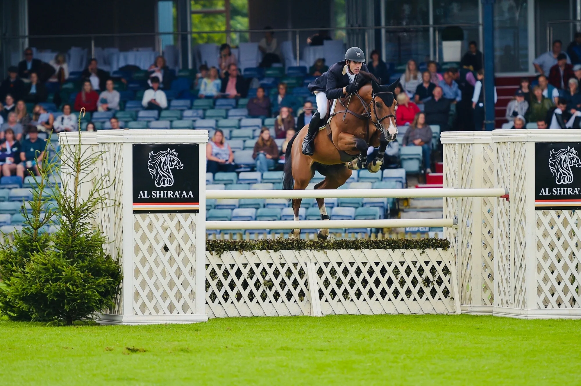 Rowan & Shark at the AL SHIRA'AA CSI4* in Hickstead, UK in 2017
