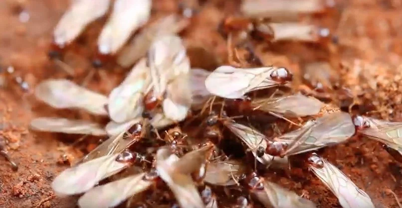 Battling Spring Pests in Dallas-Fort Worth: Tips from Anderson’s Pest Control DFW